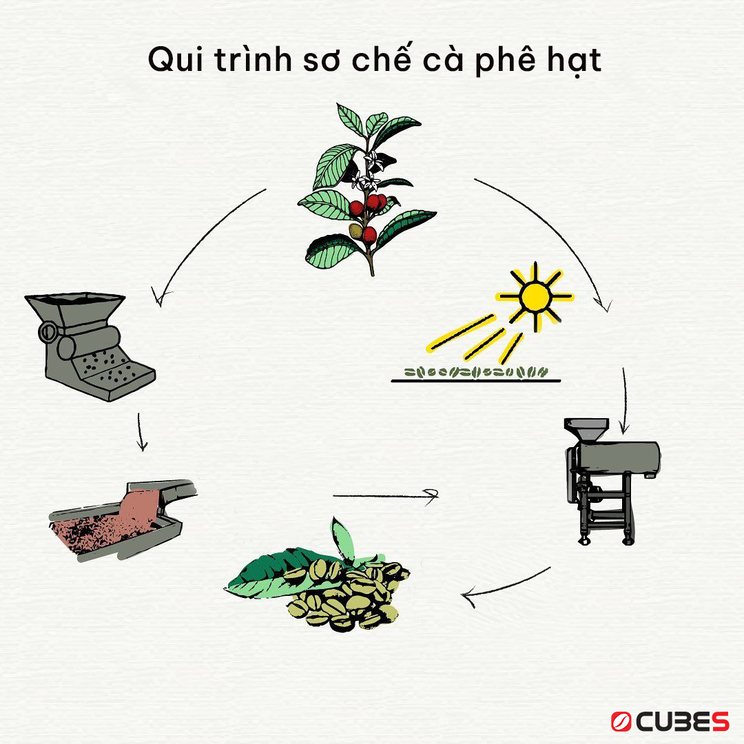 Sơ chế cà phê