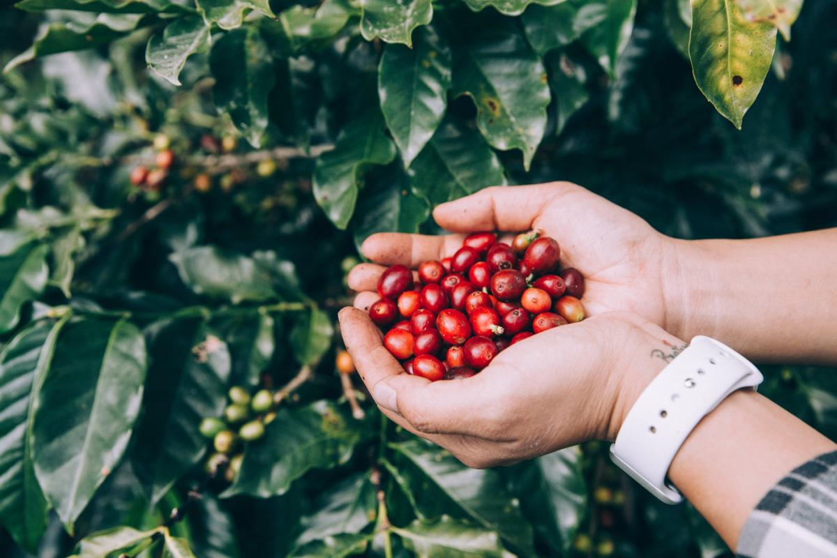 Quy trình sản xuất Specialty Coffee đạt chuẩn