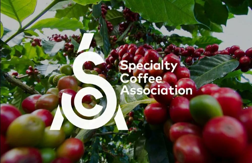 Specialty coffee là loại cà phê đạt điểm số từ 80 /100 theo chuẩn SCA