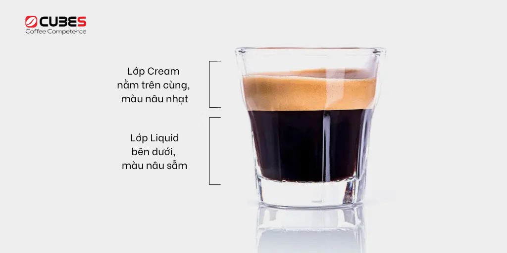 2 lớp cơ bản của espresso là lớp crema và liquid